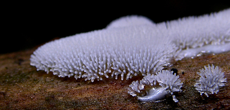 Ceratiomyxa fruticulosa.